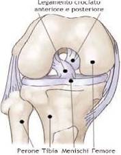 anatomia